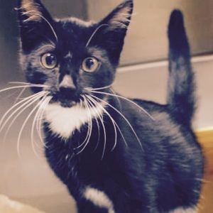 Meet your Posher, Kayleigh